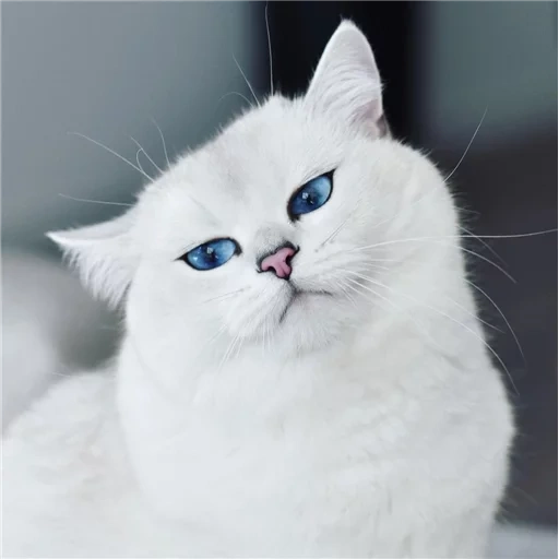 gato kobi, chinchilla británica kobi, gato plateado de chinchilla, chinchilla plateado británico, chinchilla plateada de gato británico