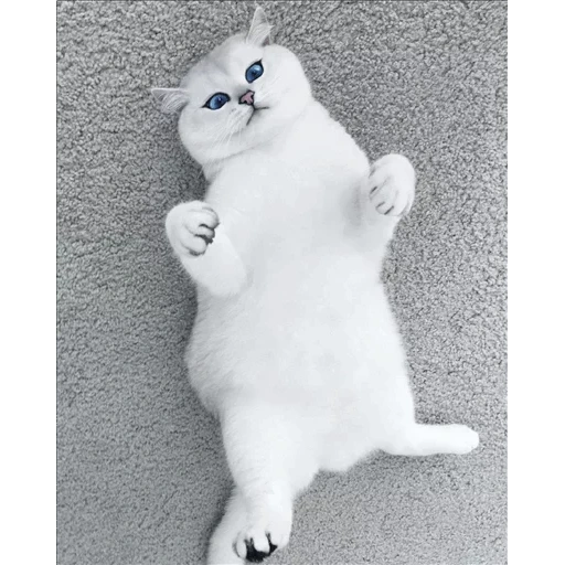 cat, cat, cat kobi, the cat is white, unusual cats
