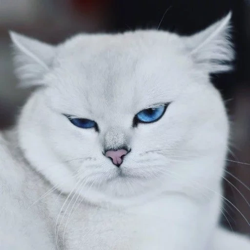gato, gato kobi, gato chinchilla blanco, gato plateado de chinchilla, chinchilla británica blanca kobi