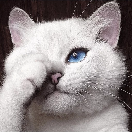kucing, cat kobi, kucing biru yed, kucing dengan mata yang indah, kucing putih dengan mata biru