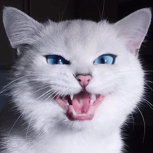 gatto, kobi cat, gatto arrabbiato, gatto bianco, catto bianco malvagio
