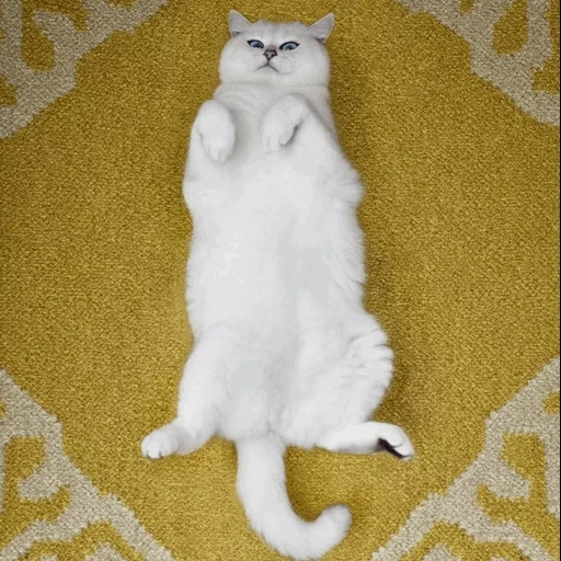 cat, cat, the cat is white, scottish cat, the scottish cat is white