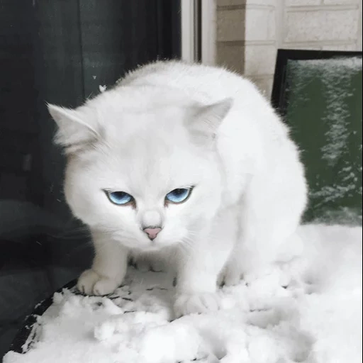chat, chats en hiver, le chat est blanc, chat britannique, le chat blanc est blanc