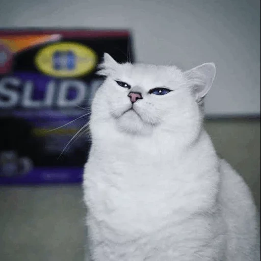 cat, kotikov, cat kobi, the cat is white, british cat