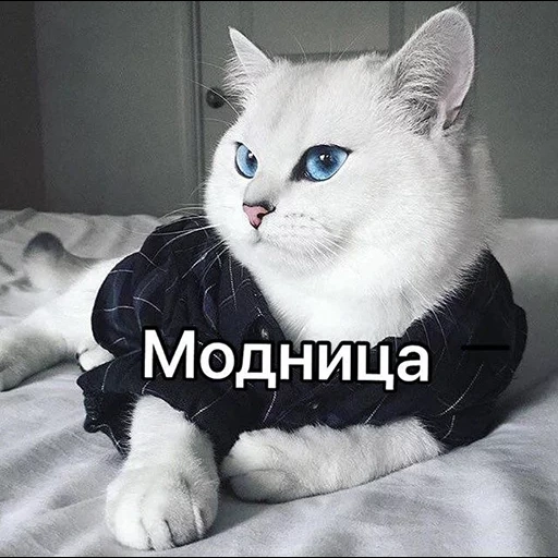 chat, chat kobi, chat kobi, chat bleu, le chat est des yeux bleus