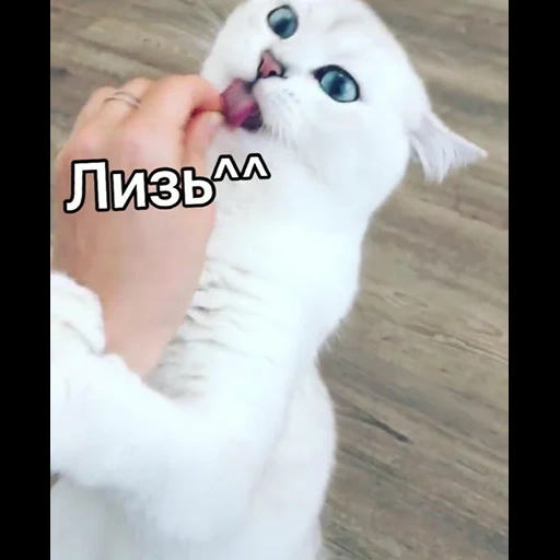 кот, кот коби, кошка коби, котик домашний, животные милые