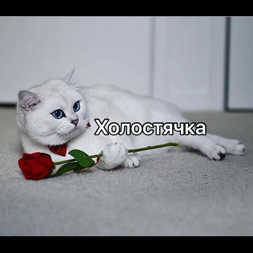 кот, котики, кот коби, кошка коби, животные милые