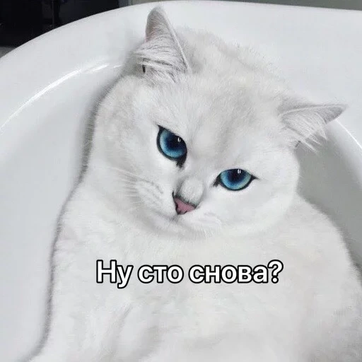cat kobi, kobi cat, white cat, white cat kobi, british chinchilla kobi