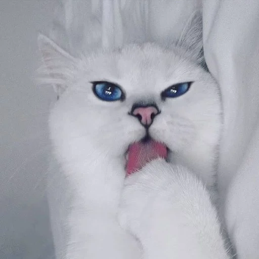cat, cat, cat kobi, kobi cat, white cat
