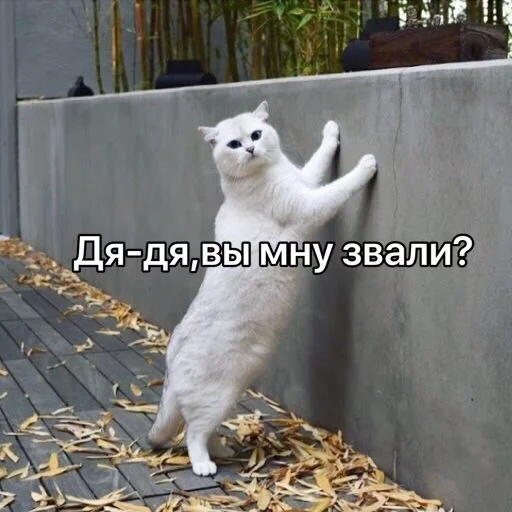 кот, котэ, кошечка, животные, кот прикольный