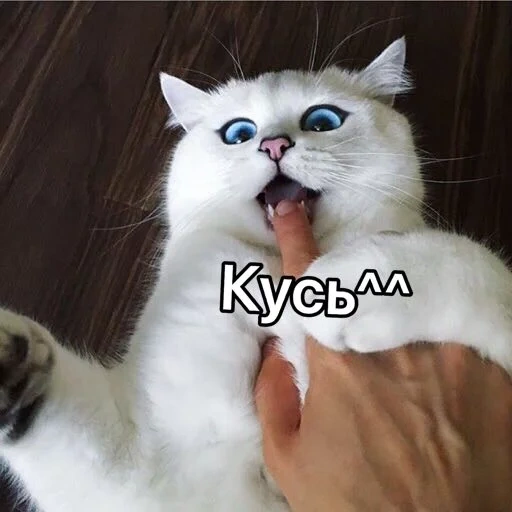 кот, кусь, котики, кот коби, кот колбасер