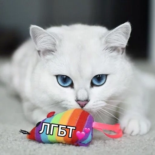 cat, cat, a cat, cat kobi, white cat