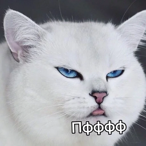 chat, chat chat, chat kobi, le chat est blanc, chat blanc agressif