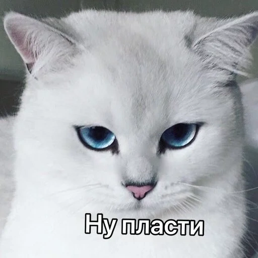 кот, кошка, кот коби, кошка белая, кошка голубыми глазами белая