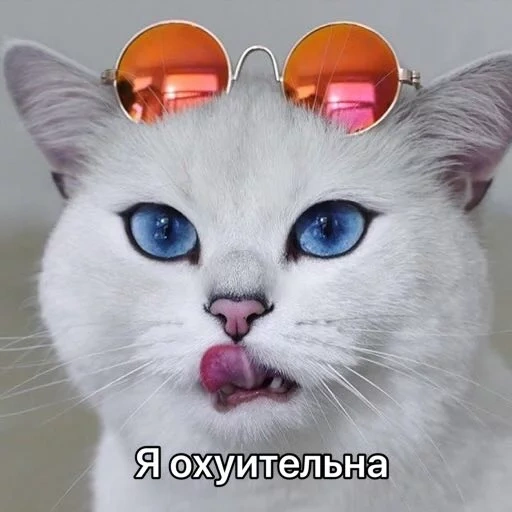 кот, коби кэт, кот коби, кошка коби, кот коби порода