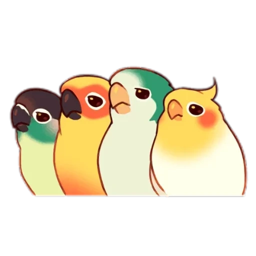 burung-burung, imessage, cockatiel, burung beo, corella parrot