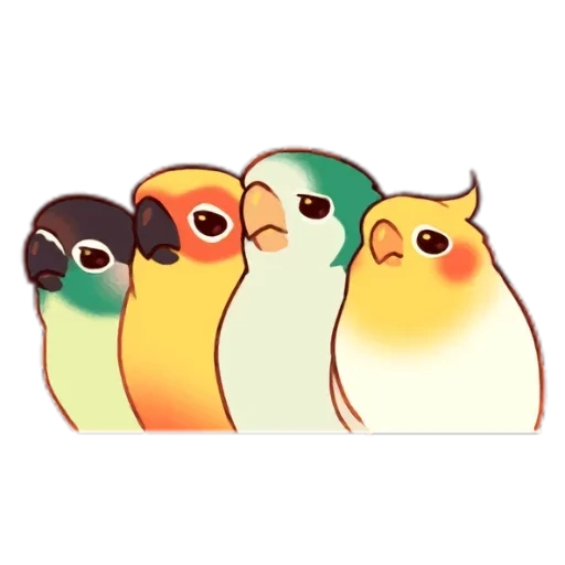 birds, imessage, cockatiel, parrot, corella parrot