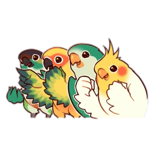 birds, cute parrot, cobabird parrot, parrot sticker