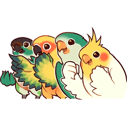 birds, cute parrot, cobabird parrot, parrots are cute