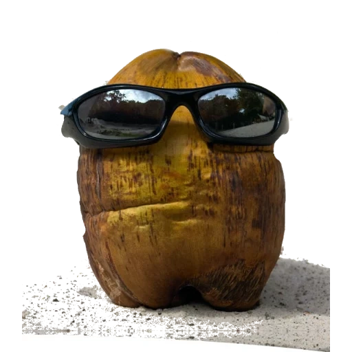 noix de coco, les lunettes sont cool, noix de coco avec des verres, des lunettes de soleil