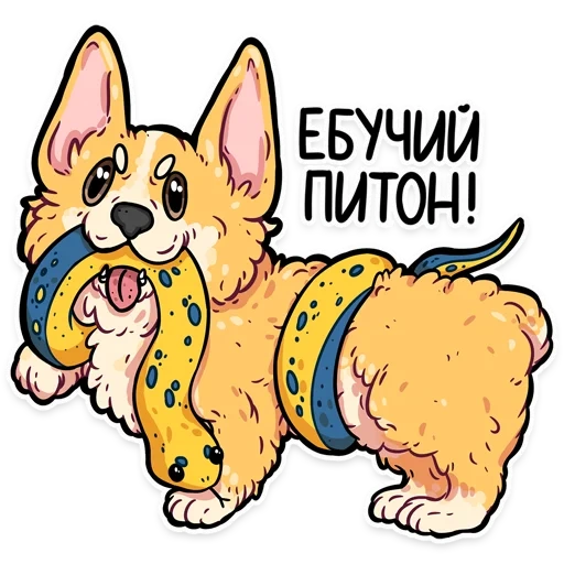 corgi, watsap corgi, corgi codes