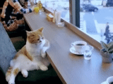 good morning, kafishke cat, the cat on the dining table, postcard environment, calm environment
