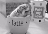 lovely hedgehog, landak sangat lucu, estetika landak, selamat pagi landak, selamat pagi landak