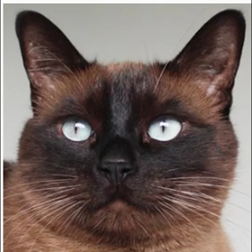 кот сиамский, сиамская кошка, сиамский окрас, сиамская кошка порода, сиамский кот коричневый
