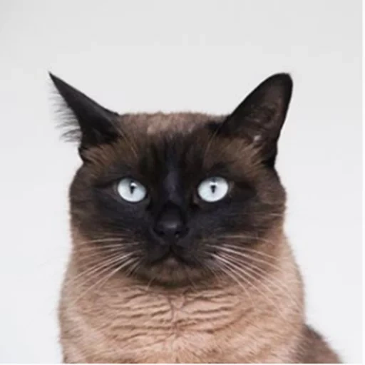 кот сиамский, сиамская кошка, сиамская кошка анфас, сиамская кошка голова, сердитый кот сиамский