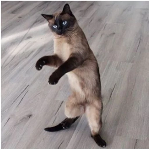 cat, cat, siamese cat, dancing cat, siamese cat