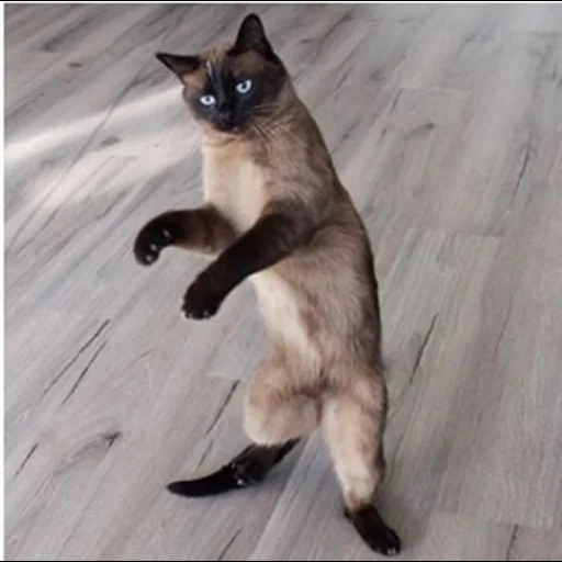 gatto, gatto, gatto siamese, dancing cat, gatto siamese