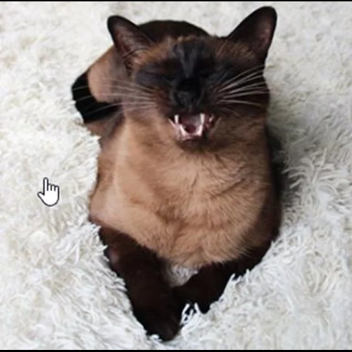 cat, cat, siamese cat, siamese cat, siamese cat is angry