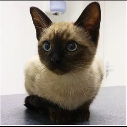 siamese cat, siamese cat, siamese color, siamese breed, thai siamese cat