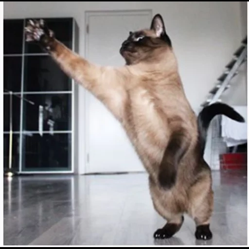 gato, gato, gato voador, gato dançando, gato de dança