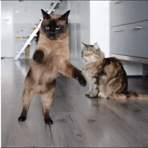 кот, кошки, кошечка, танцующий кот, танцующий котик