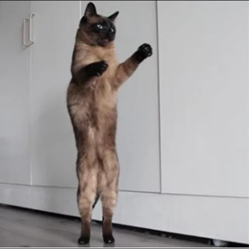 die katze, die katze, die tanzende katze, die tanzende katze, tanzende katze tt