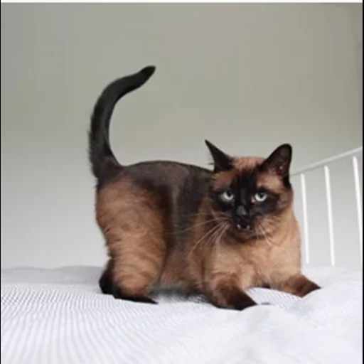 siamese cat, thai cat, siamese cat, burman cat, the siamese cat is dark