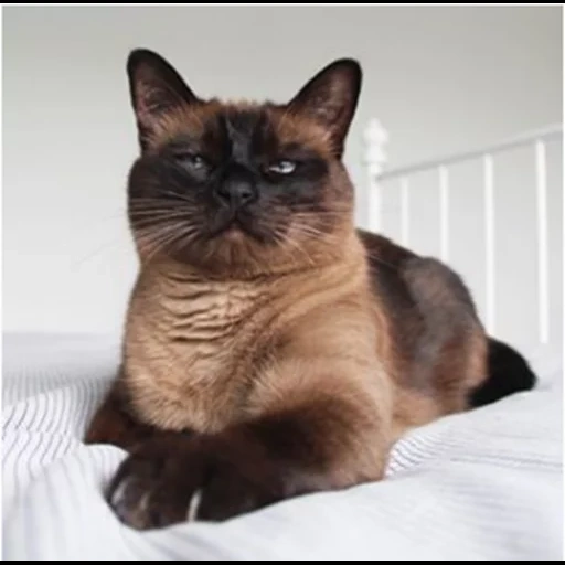 cat, siamese cat, siamese cat, siamese cat chocolate, metis siamese bombay cat