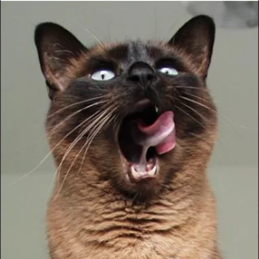 кот, кошка, зевающий кот, сиамская кошка, сердитый кот сиамский