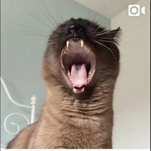 chat siamois, chat de bâillement, le chat tom yawns, chats siamois bâille, le chat siamois bâille