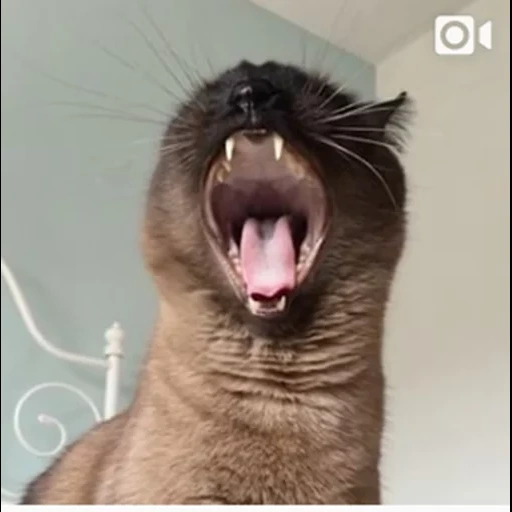 ligação de gato, gato bocejando, o gato do tom está bocejando, gatos ligados bocejam, gatos ligados bocejam