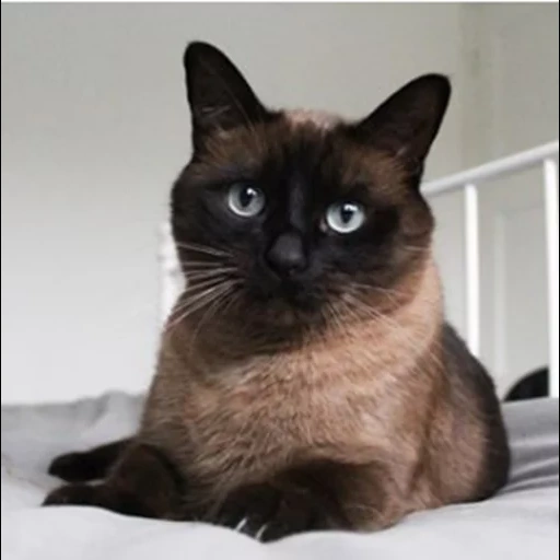 siamese cat, siamese cat, siamese color, the breed of cats is siamese, royal siamese cat