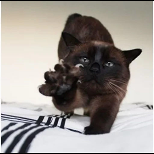 burma kitten, burman cat, la razza di un gatto è un gatto, cat cioccolato siamese, gattino gattino della razza birmania