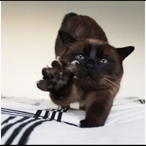 gatito de birmania, gato de burman, la raza de un gato es un gato, gato de chocolate siamés, gatito gatito de la raza de birmania