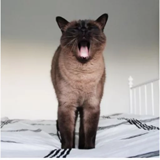 cat, cat, siamese cat, siamese cats, siamese cat is angry