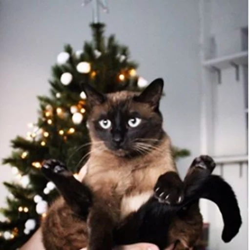 gatto, gatto siamese, gatto siamese, albero di natale del gatto siamese, cat sedentario siamese