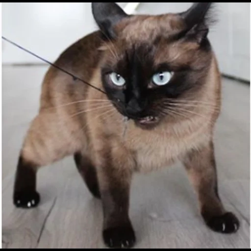 gatto siamese, thai cat, gatto siamese, razza di gatto siamese, gattino di gatto siamese