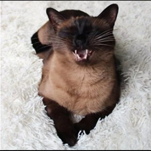 cat, cat, siamese cat, siamese cat, siamese cat is angry