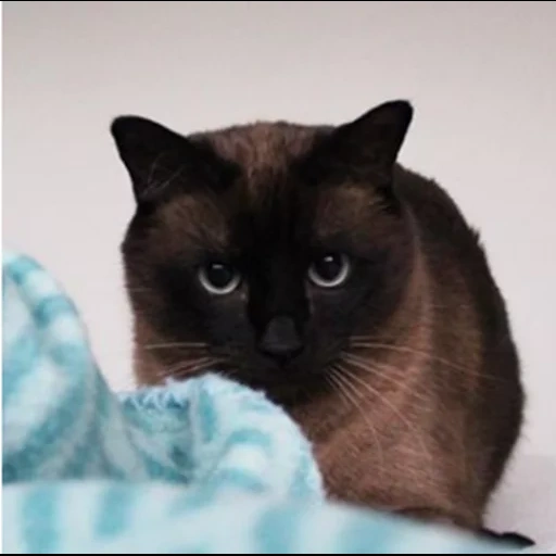 сиамский кот, сиамская кошка, сиамский окрас, черный сиамский кот, сиамская кошка анфас