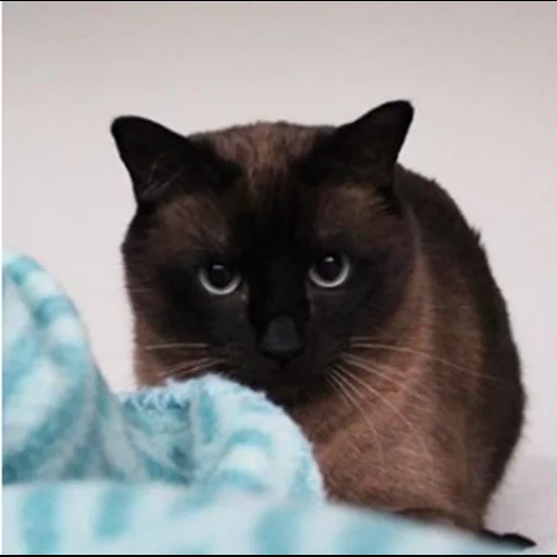 siamese cat, siamese cat, siamese color, black siamese cat, siamese cat anfas